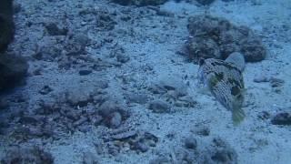 #170123#Okinawa #Diving #Longspine Porcupinefish