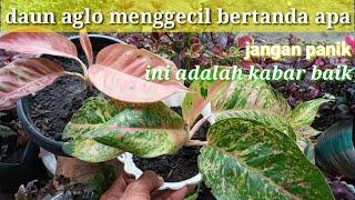 Daun aglonema mengecil eyjul isnan