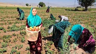 Nomadic Life: Zainab's Empowerment and Struggle on a Pepper and Bean Farm ️