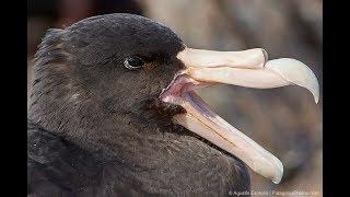 Birding Puerto Madryn - Birding Tours in Puerto Madryn, Chubut, Patagonia Argentina