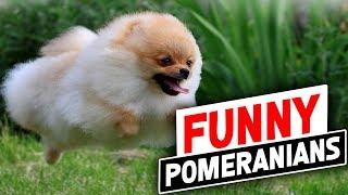 Pomeranian Dog : Funniest And Cutest Pomeranian Dog Videos Compilation