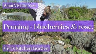 Vivi's Kitchen Garden: Pruning - blueberries, herbs & rose.