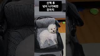 산책하고 넋이 나가버린 강아지 #강아지 #아기강아지 #비숑 #강아지일상  #강아지영상 #강아지산책 #강아지목욕 #비숑프리제