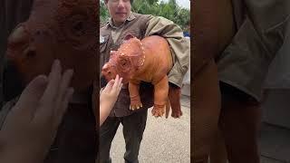 Petting a baby triceratops dinosaur at Universal Orlando