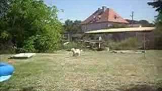 Goofik & Frisbee