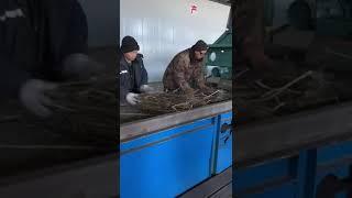 Переработка конопли технической. КИТАЙ. Получение длинного волокна.  #гришечкин #минпромторг