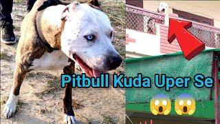 Pitbull Kuda uper se || Tiger's Day out || Running Day || #twodifferentbreed #Pitbull