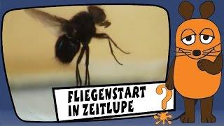 Fliegenstart in Zeitlupe - Sachgeschichten mit Armin Maiwald