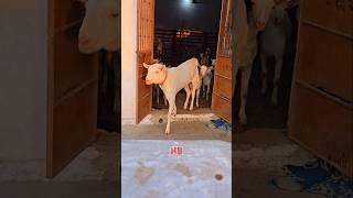 Teddy Gang ️ #bakraeid #bakraeid2025 #bakraeidspecial #bakra #goats #trending #biggoats