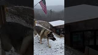 Remi loving the snow day! #germanshepherd