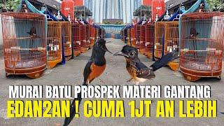 EDAN EDANAN ! MURAI BATU PROSPEK MATERI LOMBA CUMA DI HARGAI 1JT AN LEBIH !