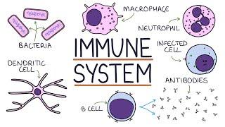 Understanding the Immune System in One Video