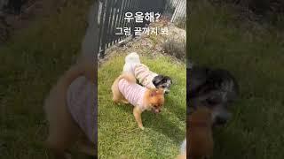 두 마리 다 보호소에서 나왔어요#강아지구조 #강아지입양 #포메라니안입양 #유기견구조#보호소강아지입양