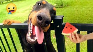 The funniest pet antics that will leave you in awe  The best animal videos you can't miss