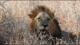 Incredible! Two HUGE New Males Taking Over the Pride? (Nharus)