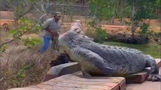 GIANT CROCODILES that we managed to capture on video!