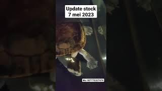 update stock kura kura di manyo turtles #turtle #redearedslider #setup #reptiles #aquarium