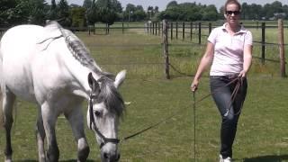 Oefening voor je paard in stap voor correct ruggebruik