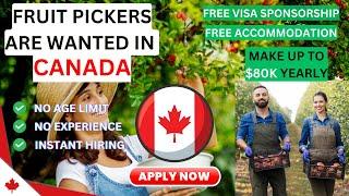Fruit Pickers Jobs In Canada With Free Visa Sponsorship Jobs 2023-24 | No Education Required