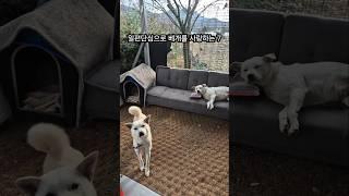 베게 없이는 잠못드는 시골 강아지 7 #진돗개 #집사 #시고르자브종