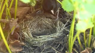 Dark-eyed Oregon Junco from egg to flight a family story