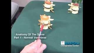 Anatomy of the Spine, Dr. James Napoli