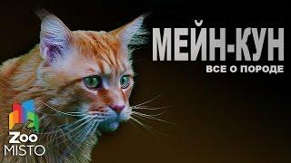 Мейн-Кун - Все о породе