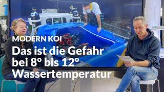 Wie lange dürfen Koi zwischen 8-12 Grad schwimmen? | Modern Koi Blog #7098