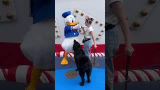 My Guide Dog Meets Donald Duck at DisneyLand