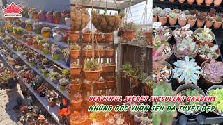 Amazing Succulent Gardens | Những Vườn Sen Đá Tuyệt Đẹp | 多肉植物 | 다육이들