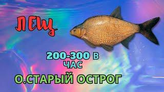 Русская Рыбалка 4. ОЗЕРО СТАРЫЙ ОСТРОГ. СНОВА ФАРМ!!!.СТАРЫЙ ОСТРОГ. ЛЕЩ БОМБА