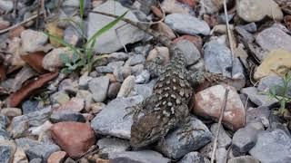 Episode10, Hiking in French Joe Canyon, East Slope of the Whetstone Mountains.