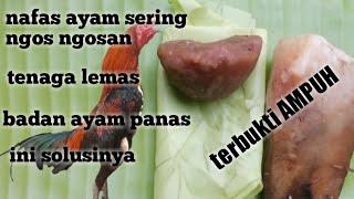 cara mengatasi badan ayam aduan yang gampang panas