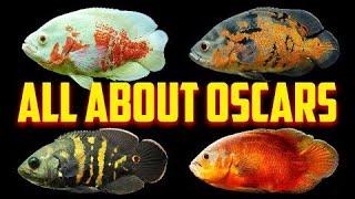 Oscar Fish - The Complete Care Guide