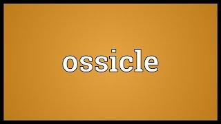 Ossicle Meaning