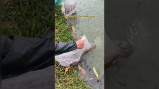 Rilis Ribuan Ikan Cupang Reject Ke Danau !!