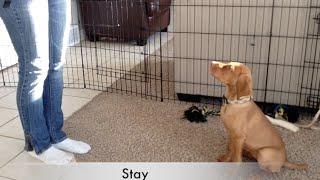 Vizsla puppy Tricks & Dog training 10 wks old