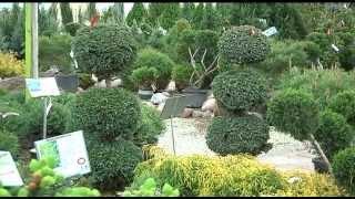 Topiaries | The Mid-Day Gardener | Hoerr Nursery