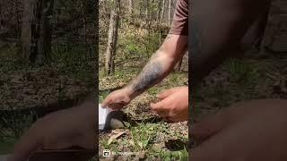 Setting a deadfall trap using Grim survival card #reels #shorts #outdoors #bushcraft #adventure #diy