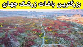 Iran Barberries - تا حالا باغ زرشک رو از نزدیک دیدید؟