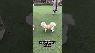 오랜만에 만난 꼬똥삼남매(멘토,코나,솜이)#cotondetulear #꼬똥드툴레아 #강아지일상 #강아지모임 #꼬똥삼남매