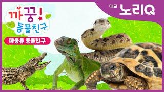 까꿍! 파충류 동물친구ㅣ자연관찰ㅣ대교 노리QㅣBabies&KidsㅣPikaboo! Animal friendsㅣDaekyo noriQ