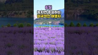 6월 놓치면 후회하는 이국적인 여행지 | 6월추천 여행지, 국내여행지 추천,6월 가볼만한곳, 라벤더축제,샤스타데이지 #무릉별유천지 #육백마지기 #국내여행