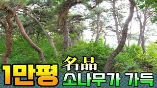 (반값급매) 1만평 임야! 정말 싼 가격~ 명품 소나무가 가득한 청정한곳