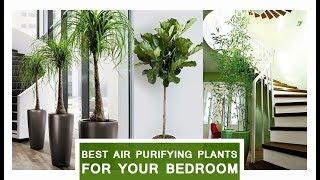 Put these plants in your bedroom to clean air | Best Indoor Bedroom plants to purify air