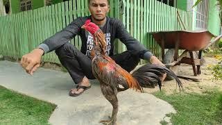 Ayam Kelawu full Brakot