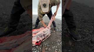 Камчатка 2024 день 70 Охота на Нерпу #камчатка #fishing #ярик_рыбак #рыбалка #wildlife #nature