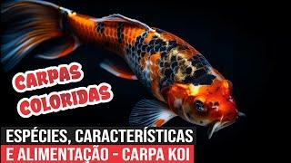 Carpa Colorida   Espécies, Características e Alimentação   Carpa Koi, Nishikigoi