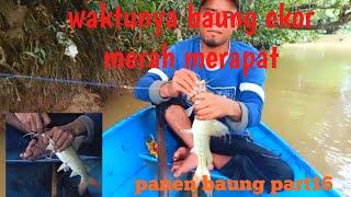 melihat tajur di pagi hari, si ekor merah terciduk lagi#menajurbaung