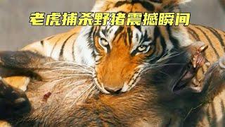 老虎捕杀野猪震撼场景！